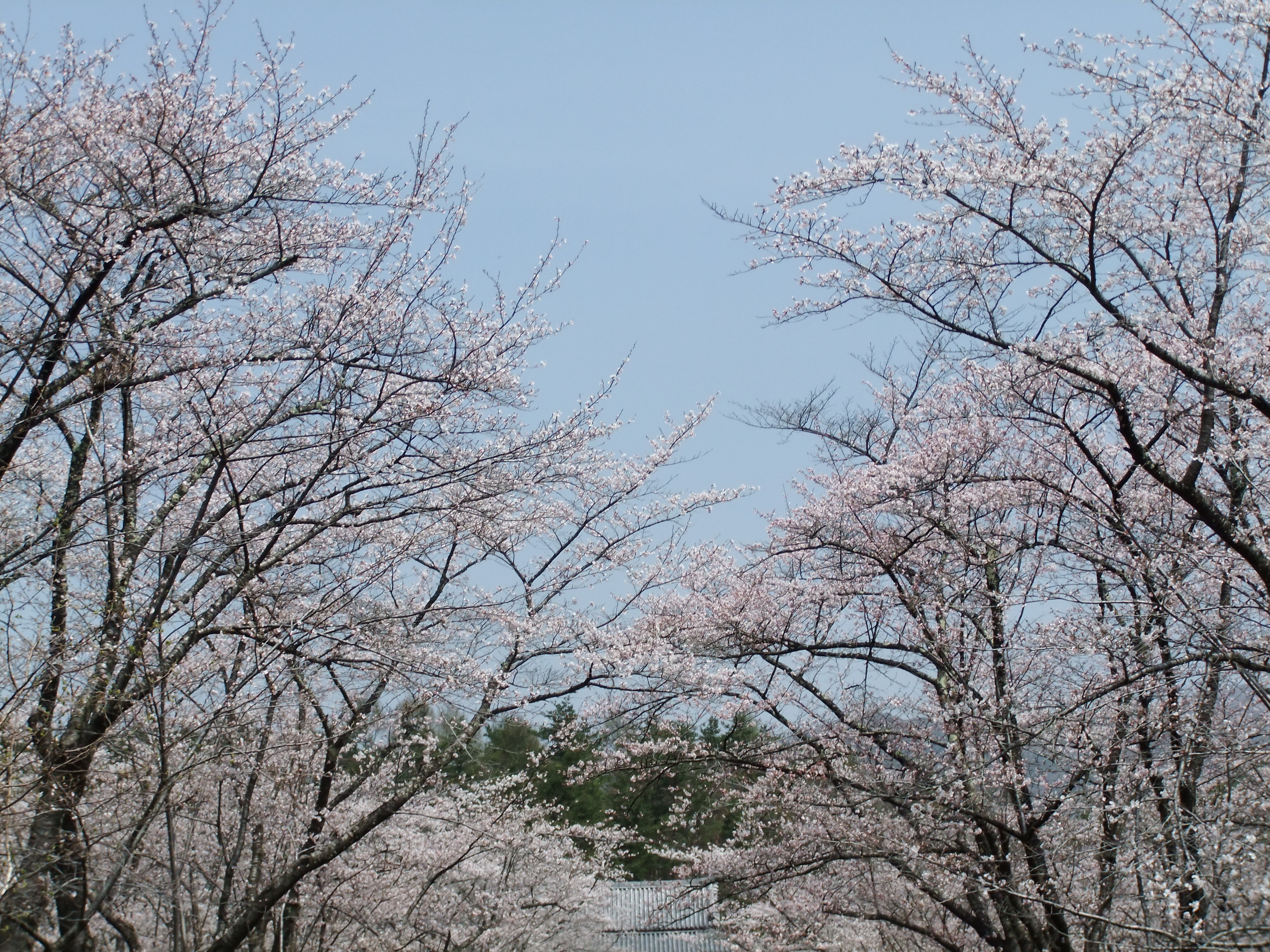 彦左の正眼 蓼科聖光寺のｇｗの桜は 七分咲き