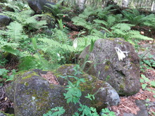 10・苧環(オダマキ)