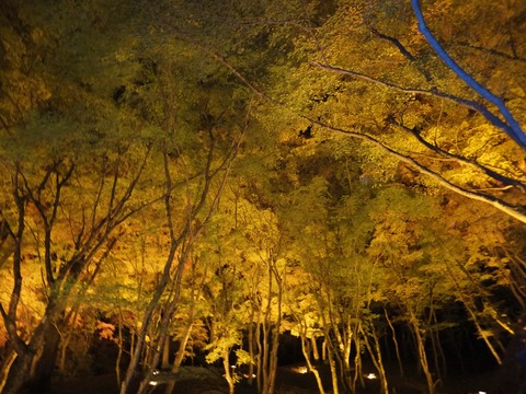 �Ǥ��⤫�ֲ���