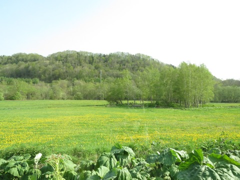 ¤¿¤ó¤Ý¤Ý¤Îºé¤¯Áð¸¶