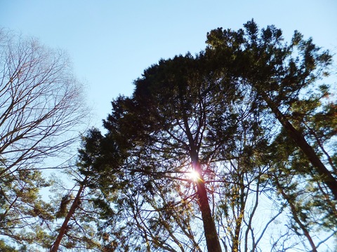 ¼ÒÁѤËÅ©¤ëÌÚϳ¤ìÆü