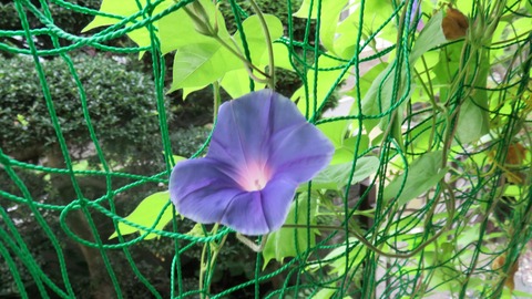 4・朝顔、咲いた