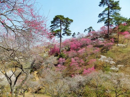 �ߤθ���ι����ߤ˾�