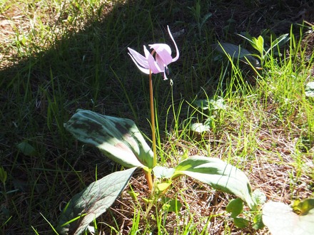 ¥«¥¿¥¯¥ê¤Î²Ö