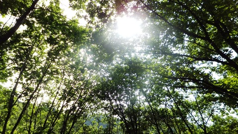 2011ǯ�����ۼͤ�����餲��