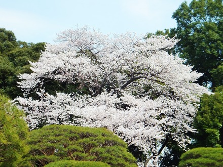 やっぱり満開の桜は素晴らしい
