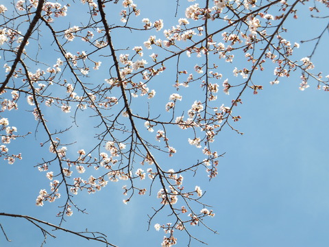 èú²Ê¤Î¶õ¤Ëºù¤Î²Ö¤Ï¤è¤¯»÷¹ç¤¦