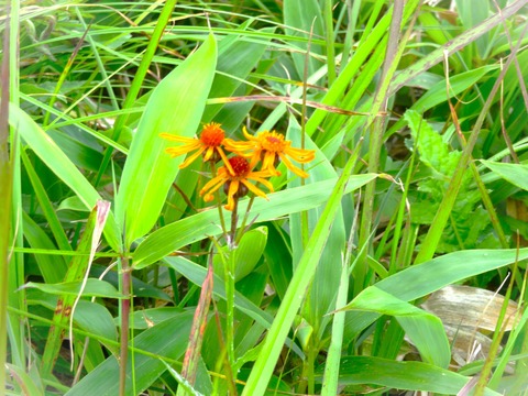 6¹â¸¶¤Î²Ö¡¡¹ÈÎØ²Ö(¥³¥¦¥ê¥ó¥«)