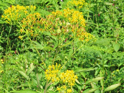 13�������ʥϥ󥴥󥽥�