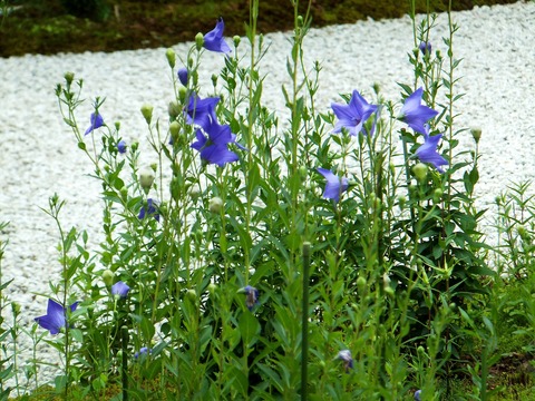 �˹����餤�Ƥ��ޤ�