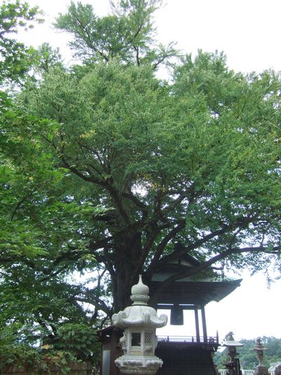 �����ˤμ�