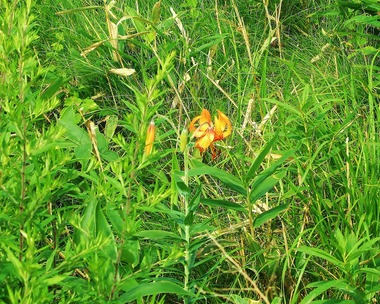 �����˥��