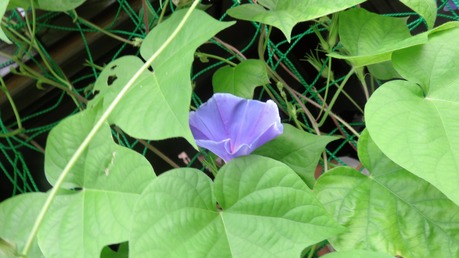 3・ここにも一輪