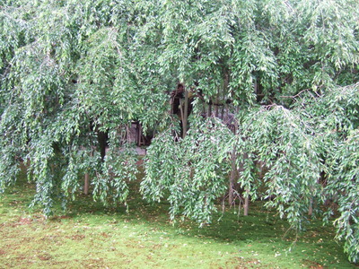 ��ȹĻ��޿���ʸ���֤�����