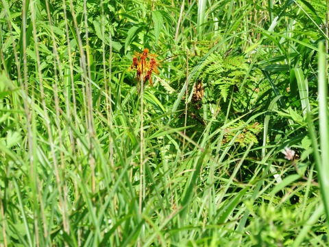 16�������ʥ������