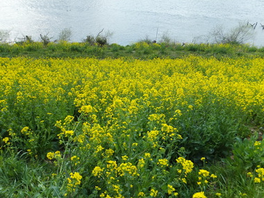 江戸川土手の菜の花
