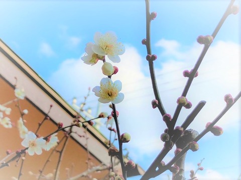 立春の日 庭の梅