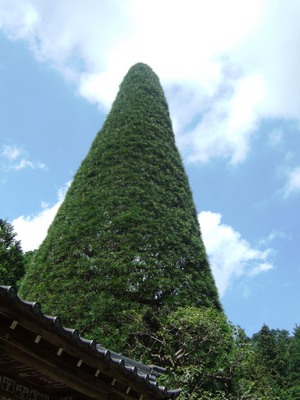 �������ڤι�����