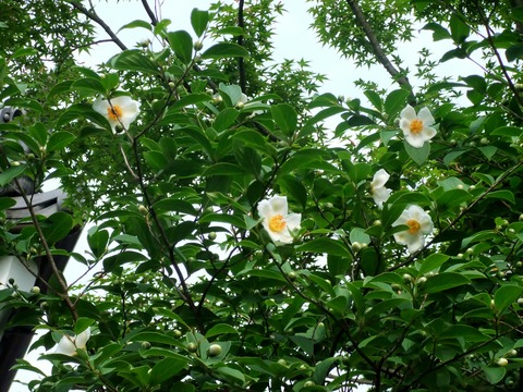 �����м��β֤��餯