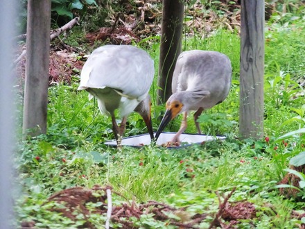 ������������Ĥ��Ф��Ļ