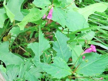 9・ツリフネソウ