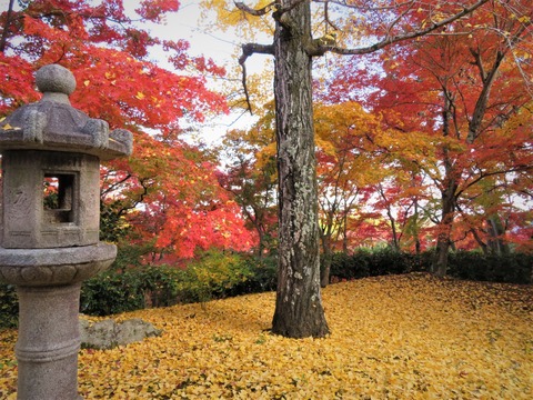 �����������դȹ��դζ���