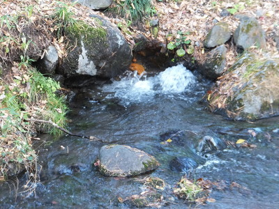 ��ʬ��ͯ���ͯ�帻