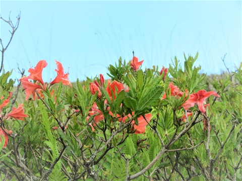 �������Τ����󥲥ĥĥ��Υ���󥸤����