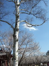 �����������Ⱥ�