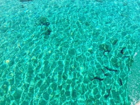 ����Υ�����ɥ��꡼��γ�