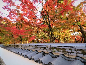 �ʴ�Ʋ��ᰱۤ��ˤ�ߤ��ο�����