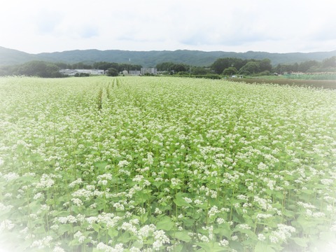 ¶¾ÇþȪ¤ÎÇò¤¤²Ö