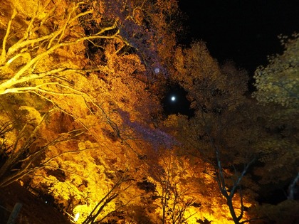 ���դΤʤ��˷�