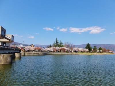 釜口水門北岸から桜並木を見る