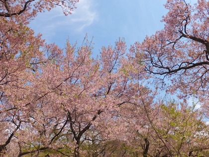 満開は過ぎて・・・