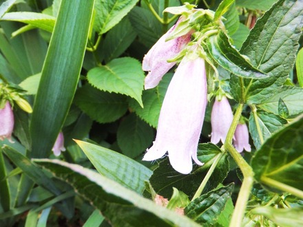 �ۥ���֥���