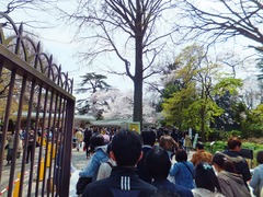 お昼時に花見に訪れる人びとも驚くほど多い