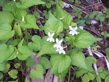 �ޥ�Х��ߥ�