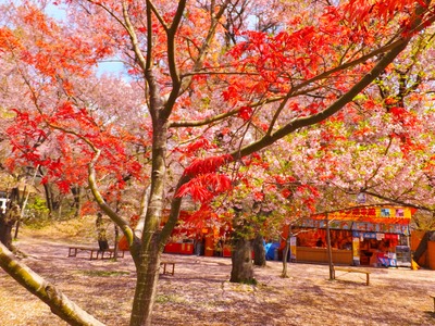桜のなかに赤枝垂れのモミジが・・・