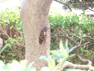 �Ĥ�����3