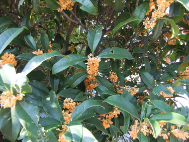 ����⥯����