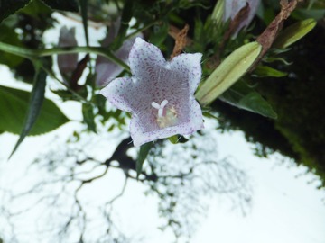 �ۥ���֥����βֿ�