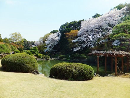 日本庭園に咲く桜