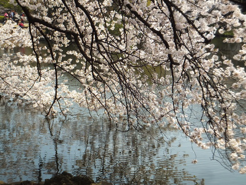 水面に垂れる桜花