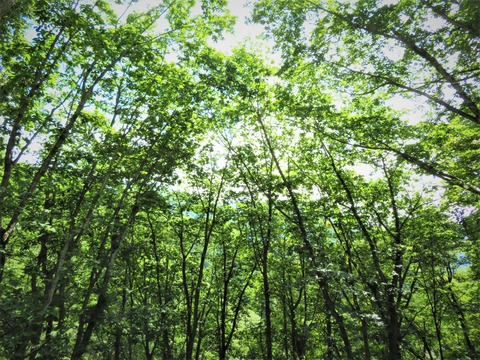 ¤¥Æ¥é¥¹¤è¤ê