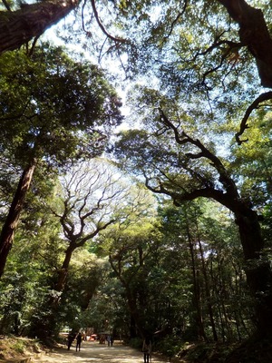 �����Ӥ����˥����ƻ