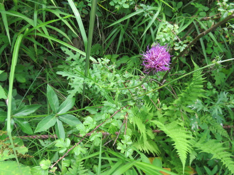 8�������ʡ��Υ�����