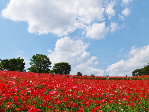 �ְ��̤˥��㡼�졼�ݥԡ�