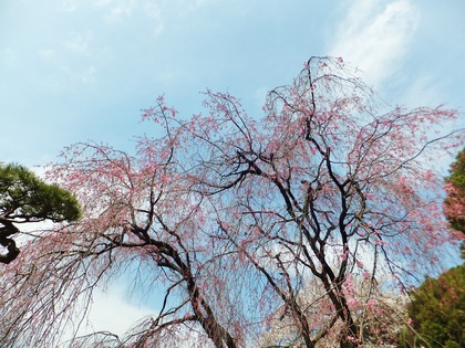 枝垂れ桜はこれから満開