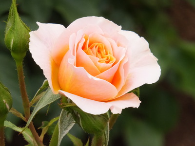 �鯤餷����